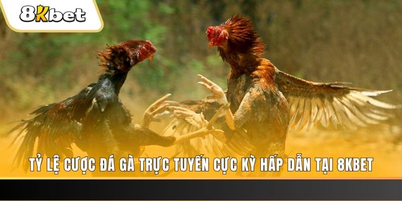 kubet888 đăng nhập phỏm trực tiếp